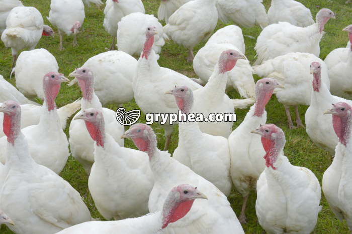 Elevage de dindes - gryphea.org